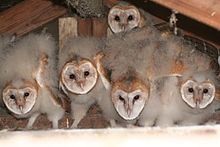 Barn Owl Fledglings